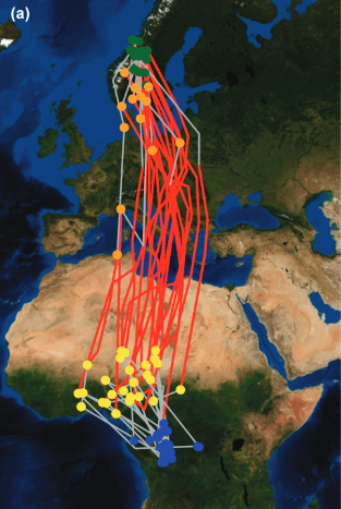 Great snipe migration