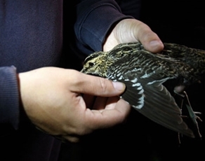 Ringing great snipe