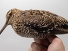 The Great Tale of the Great Snipe