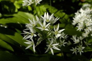 Ramsons