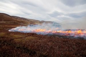 Muirburn