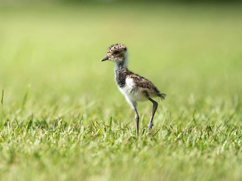 Lapwing Chick