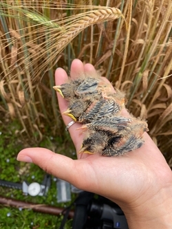 Corn Bunting Chicks In Hand Ellie Ness 24625