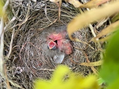 Corn Bunting Chicks In Nest Ellie Ness 24625