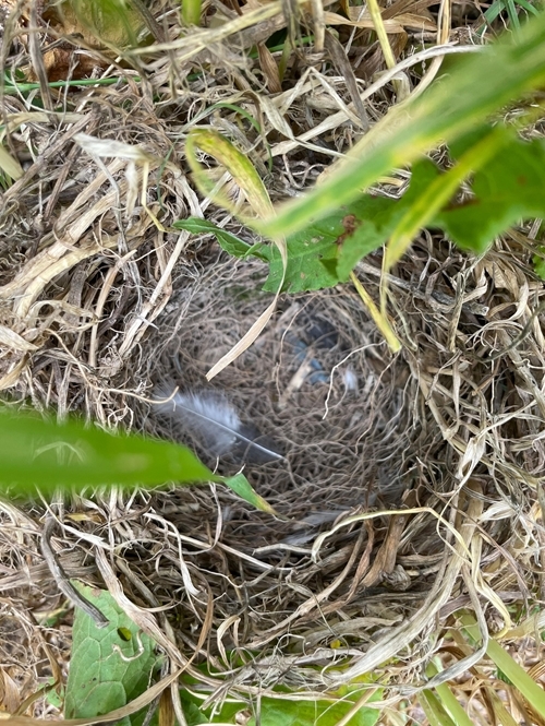 Empty Corn Bunting Nest Ellie Ness 24625