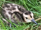 The life cycle of the curlew – and the challenges they face at every step
