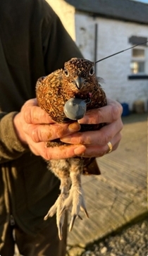 Uplands Bird