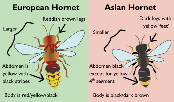 Asian Hornet identification