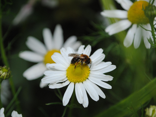 Bee3