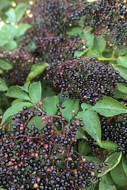 Elder