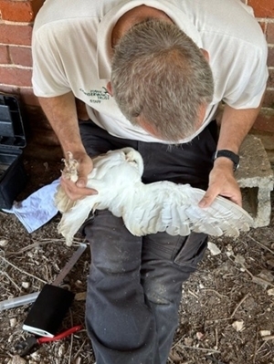 Ringing barn owl