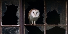 Grass margins found to have a positive relationship with barn owl fledging success and prey availability