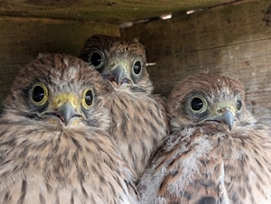 Kestrels in nest box