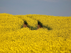GWCT welcomes the extension to the Countryside Stewardship Mid-Tier scheme