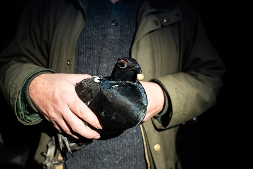 Released Cock1