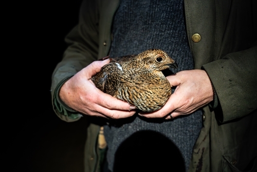 Released Hen1