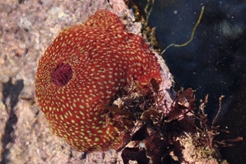 Strawberry anemone
