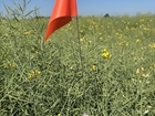 Hedgerows: Have your say!