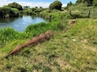 The European Eel’s Fight for Survival