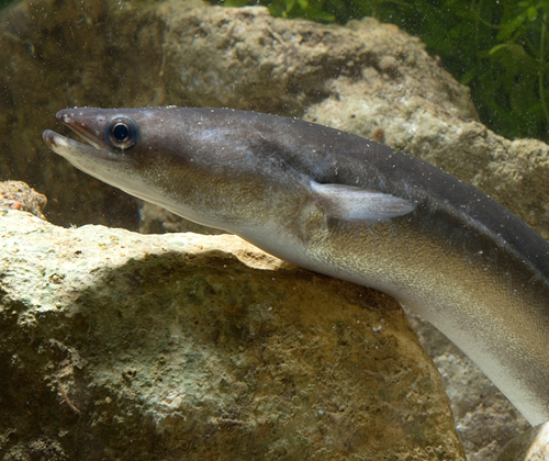 European Eel