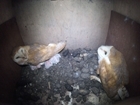 How to support barn owls this winter