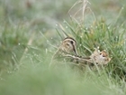 What we do know about snipe – an overview of previous research