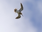 Our new snipe migration study takes flight
