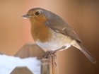Big Farmland Bird Count 2026: New digital platform makes counting easier