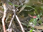 Walking among ground nesting birds: where the earth is both a cradle and a battlefield.