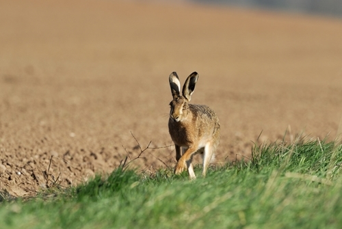 Brown -hare 1-wwwlauriecampbellcom Brown -hare 1-wwwlauriecampbellcom