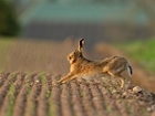 The Animal Welfare Strategy: Thoughts from our experts