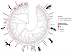 My DPhil: Explaining Patterns in Complexity