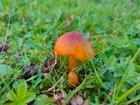 A good year for fungi! How have fungi benefited with policy and in their environments in 2025?