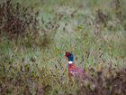 The season of pheasants