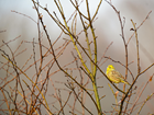 Join in - take 30 minutes to spot the birds on your land!