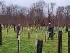 Agroforestry: Planting our way to Resilient Farming