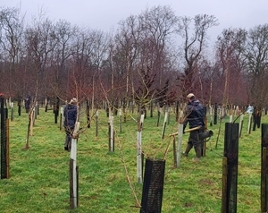 Agroforestry work at Loddington