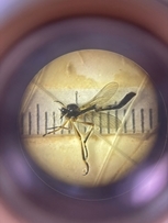 Robber Fly