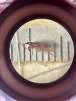 Notoxsus Monocerus