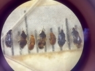 Life in the lab: Six fascinating insects from our scientific studies on farmland