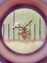 Dock Bug Nymph
