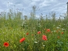 PepsiCo FAB project tests new habitat mapping app