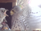 National Nest Box Week: GWCT Projects are giving wildlife a place to thrive!