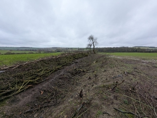 Laid Hedge - Jobe Laid Hedge - Jobe