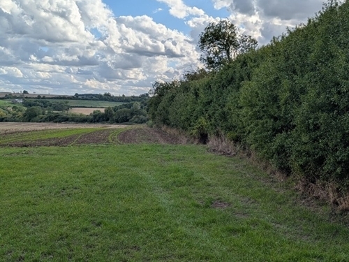 Allerton Hedge Allerton Hedge