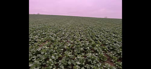 OSR Paradise East OSR Paradise East