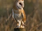 Recognising the best in working conservation