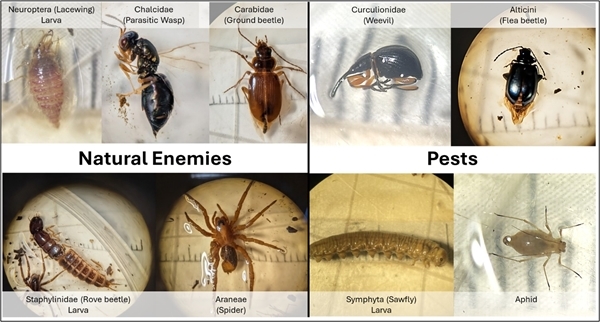 Pest and natural enemies