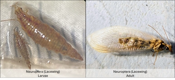Lacewing larva