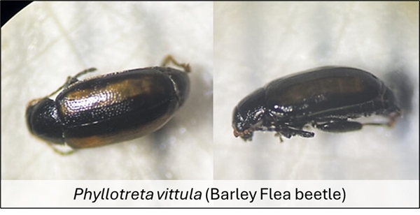 Barley flea beetle